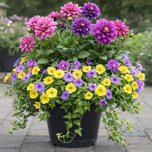 Sun May 10 Dahlia Delight 260510131